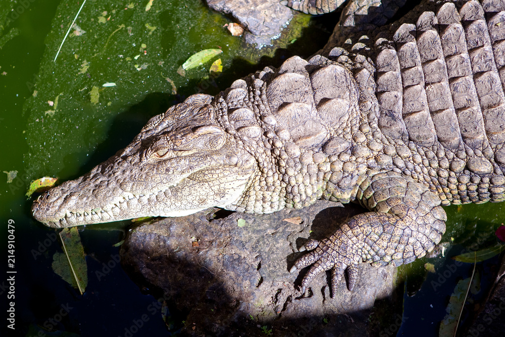 Naklejka premium krokodyl Madagaskar