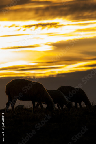 sheep  sunset