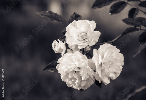 Delicate white roses, monochrome