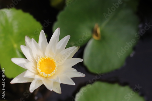 White and yellow Lotus Flower Beautiful