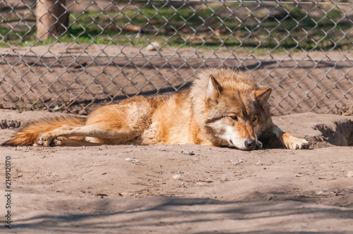 Lazy wolf resting in the zoo © nordantin