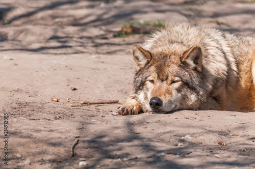 Lazy wolf resting in the zoo