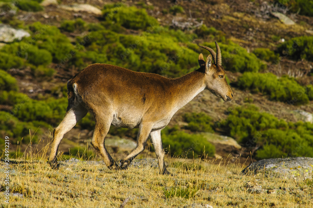 Ibex, spain, male, female, puppies Ibex, spain, male, female, puppies