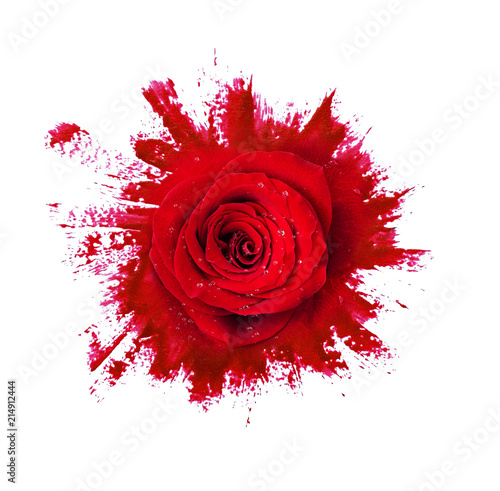 Red rose flower on paint br...