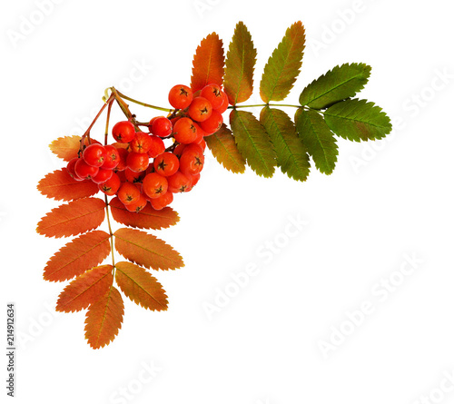 Autumn rowanberries and lea...