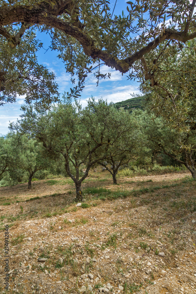 Olive forest in Zakynthos, Ionian island, Greece Olive forest in Zakynthos, Ionian island, Greece