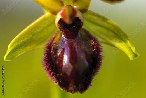 Orphrys sphegodes, flower, details photo