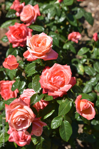 Roisier rose en   t   au jardin