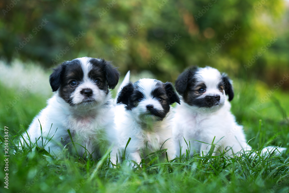 Three cubs of Papillon in the grass Three cubs of Papillon in the grass