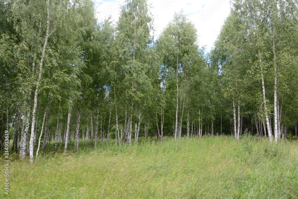 Obraz premium Birch Grove