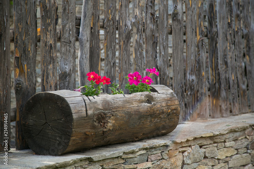 Petunia flowers potted in a wooden garden pot. Gardening and garden decorations.  