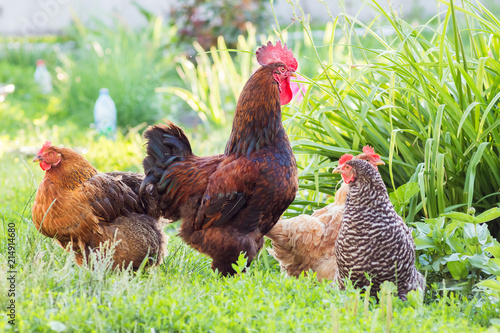 Fotografie Cock and chickens in the background of greenery in the garden of the farm_