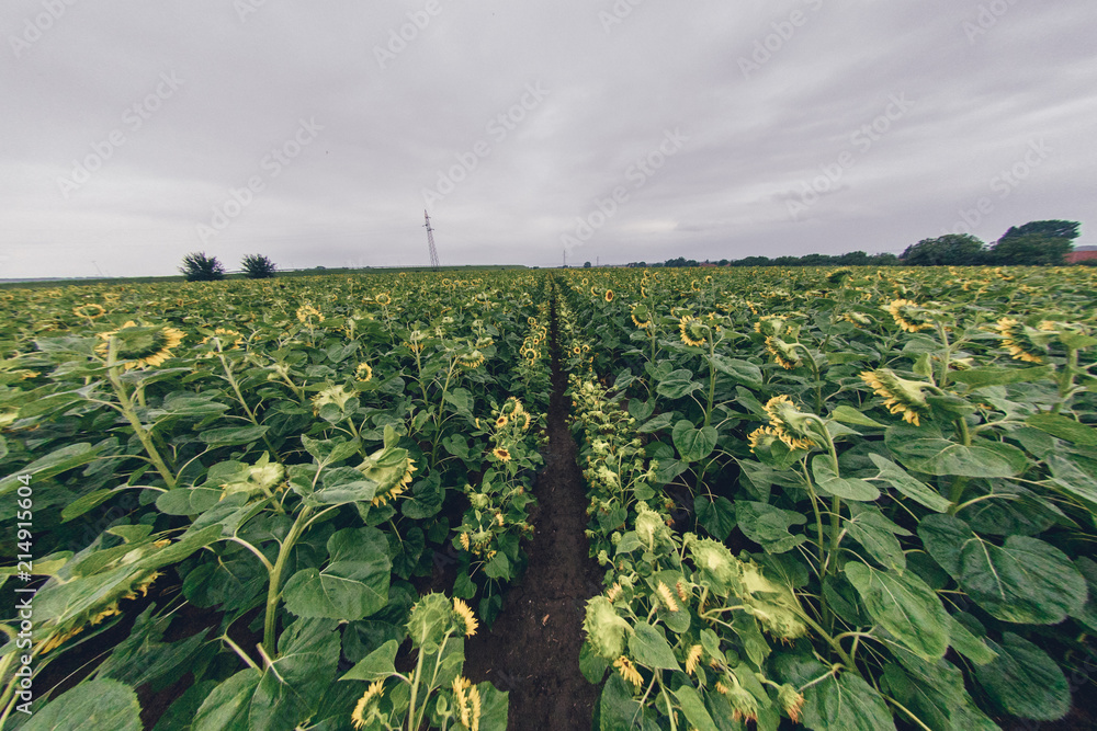 Fototapeta premium Sunflower field