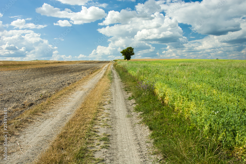 Country road through plowed field and beans, lonely tree and blue sky Country road through plowed field and beans, lonely tree and blue sky