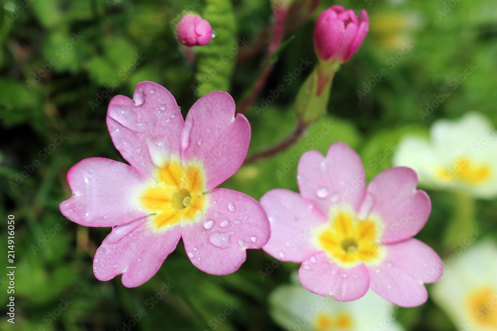 Pink primrose, primula vulgaris sibthorpii Pink primrose, primula vulgaris sibthorpii