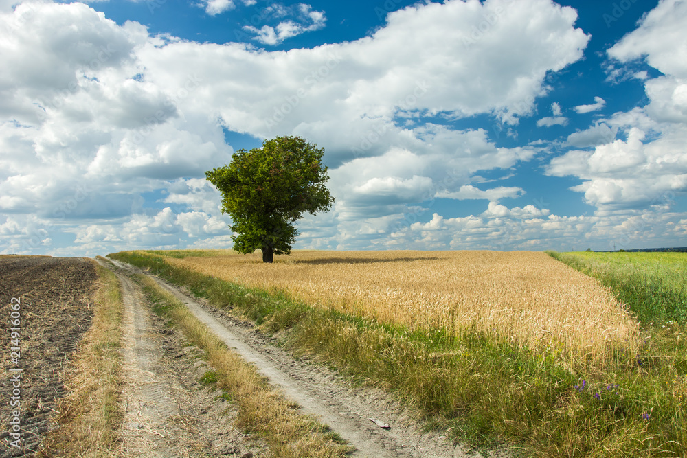Country road through field, lonely tree and blue sky
