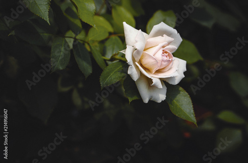 Natural white rose flower with dark background