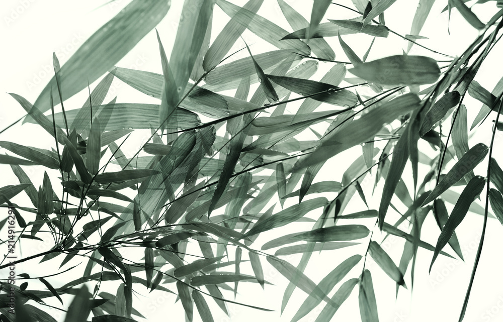 Fototapeta premium Sun light coming through the branches of bamboo leaves.