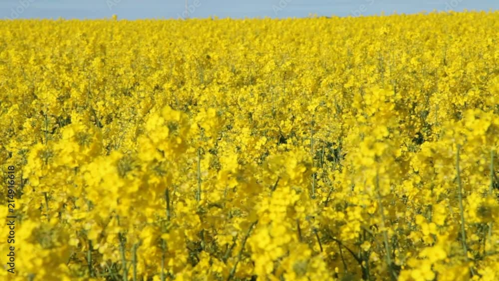 Field with a crop of oilseed rape Field with a crop of oilseed rape