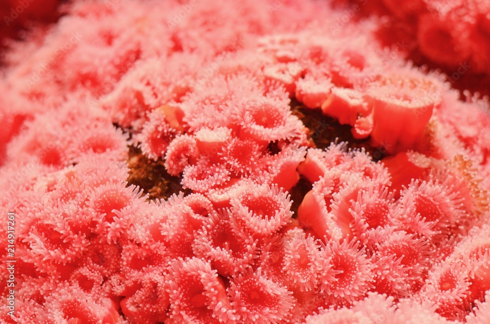 Obraz premium Colony of Strawberry Anemone at Vancouver Aquarium in Canada