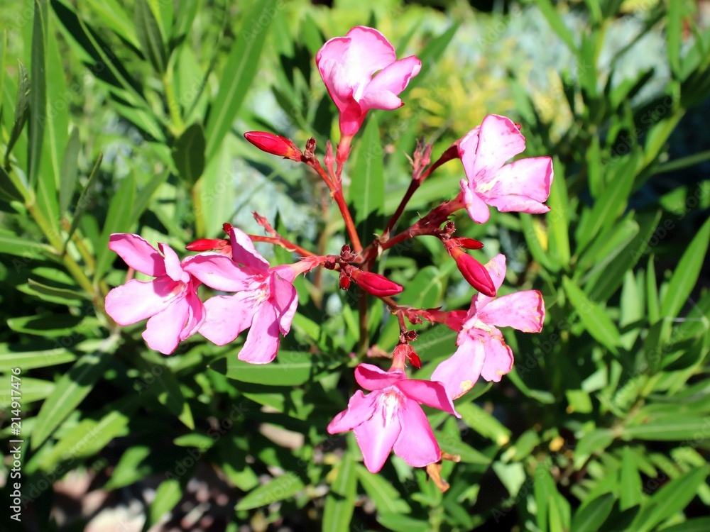 Fototapeta premium Oleander in Bright Sunlight, Pink Blossom, close-up