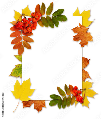 Autumn rowanberries and lea...