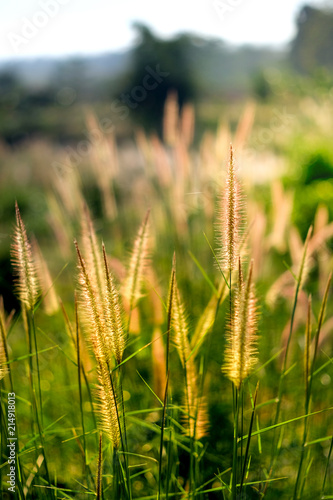 Flower of grass with blurred background and Close up beautiful small grass flowers..