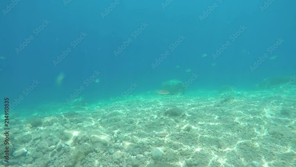 lateral dynamic view of fishes over rocky bottom lateral dynamic view of fishes over rocky bottom