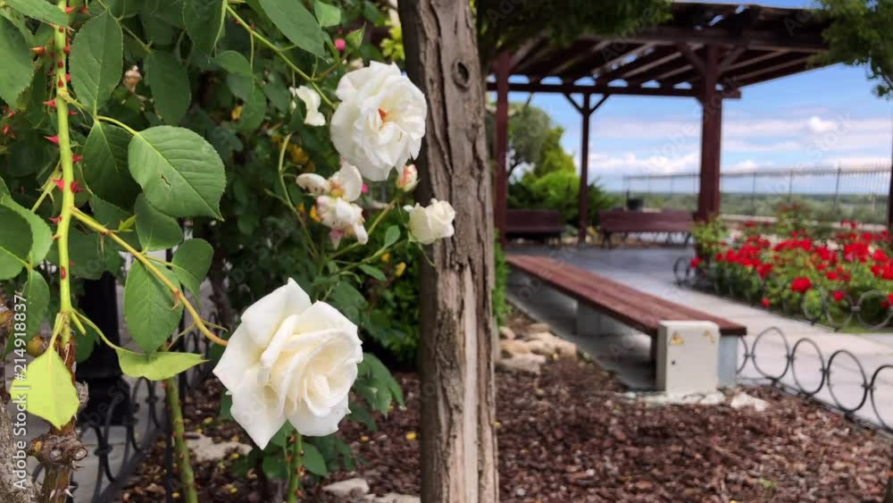 Beautiful roses in a park, various colors, with a blue sky and some white clouds Beautiful roses in a park, various colors, with a blue sky and some white clouds