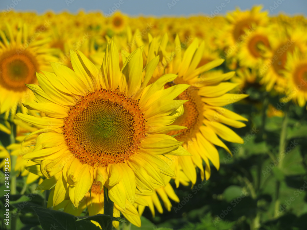Sunflowers field in sunny day, selective focus. Picturesque rural background with sunflowers in summer