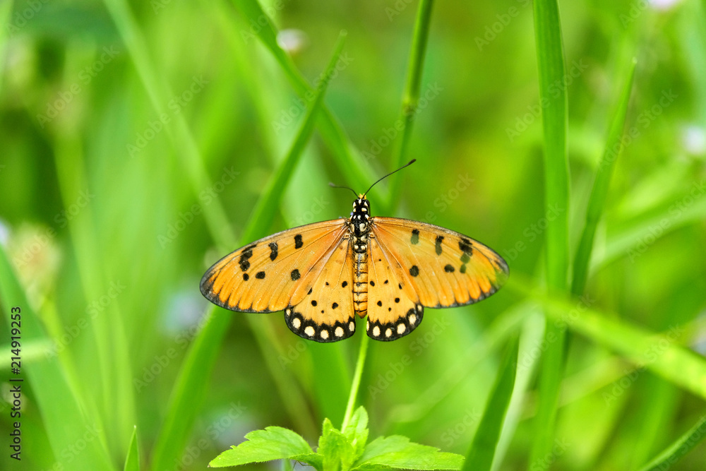 Fototapeta premium Butterfly clinging on the grass