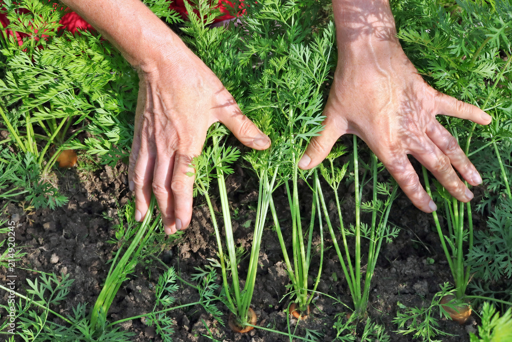 Φωτογραφία The peasant woman farmer  holding in his hand  a small fresh carrot leaves  on v