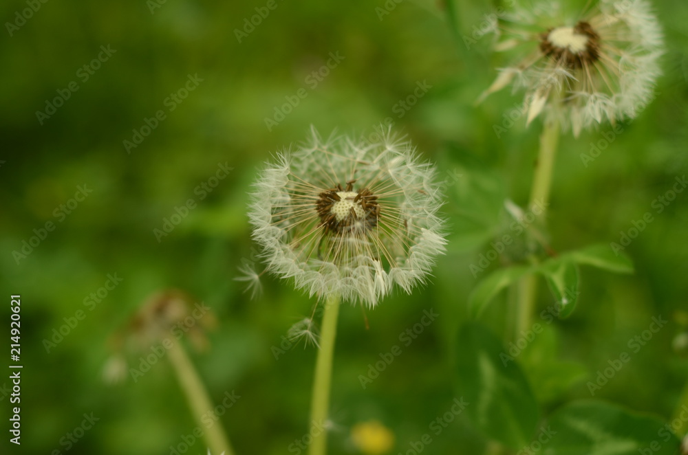 dandelion on green background