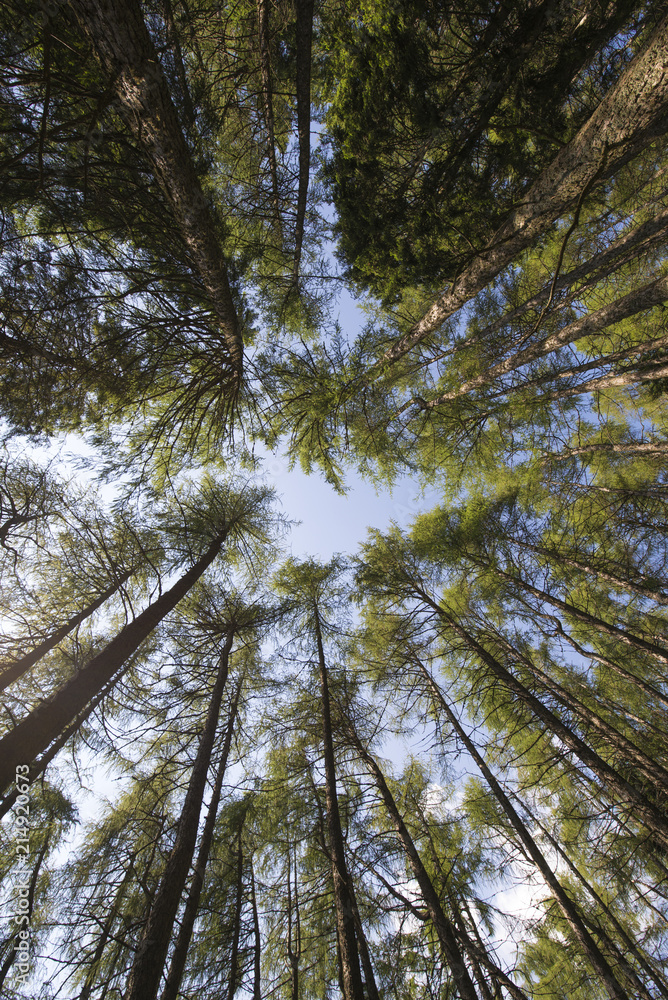 Fototapeta premium Wide angle view of tall trees in a forest