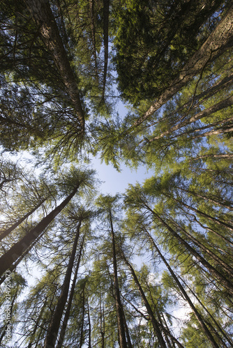 Wide angle view of tall trees in a forest