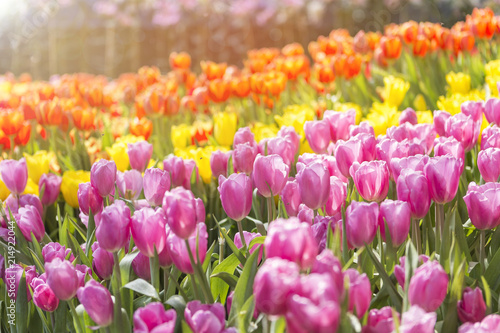 Beautiful colorful fresh tulip flower garden with morning warm light  spring and summer season concept background