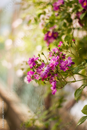 Beautiful purple rose and rose buds on a branch with blurred background.