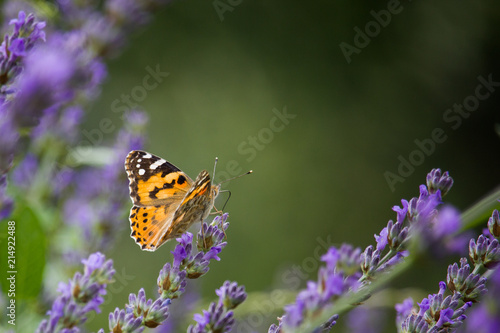 Stunning shot of a butterfly standing on a purple flower with its orange wings open. © Micko1986