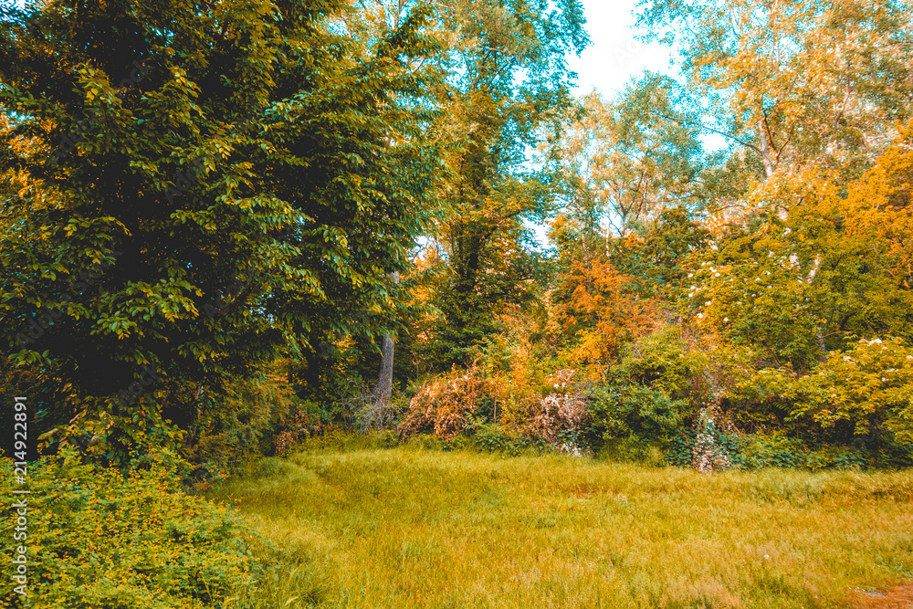 forest with green grass and trees