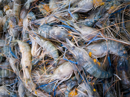 Fresh big shrimp/prawn in the market.