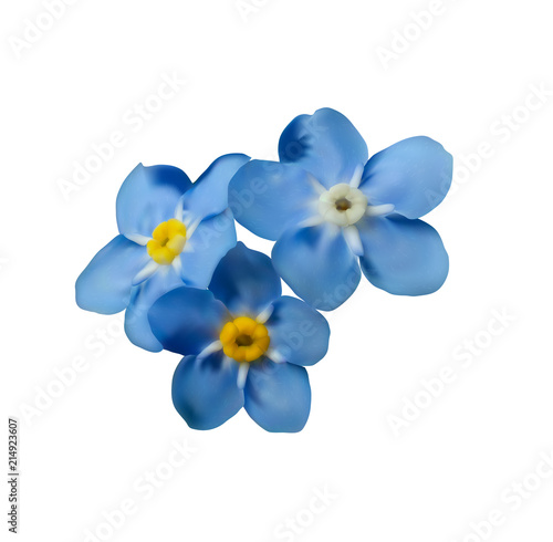 Blue forget me not spring flowers isolated on white background. Photo realism macro. Decorative element for your design.