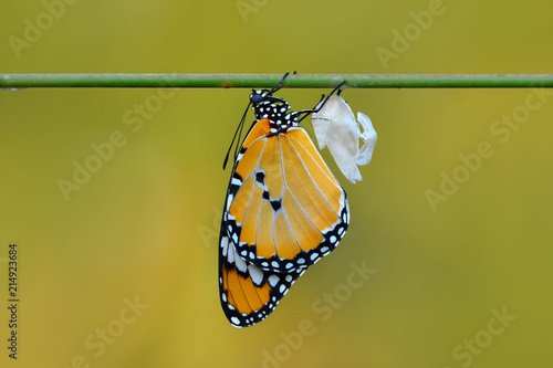Closeup  beautiful butterfly  & flower in the garden. © blackdiamond67