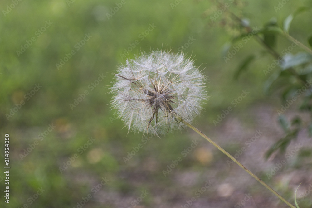 Seedshades of the Arnica flower