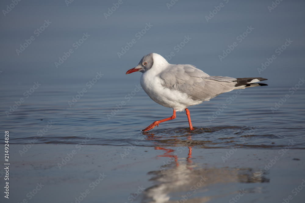 Sabine's Gull Sabine's Gull