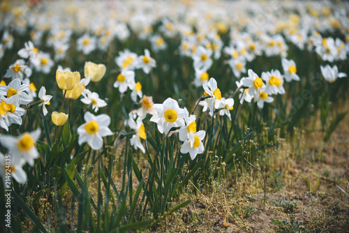 Field of Narcissuses