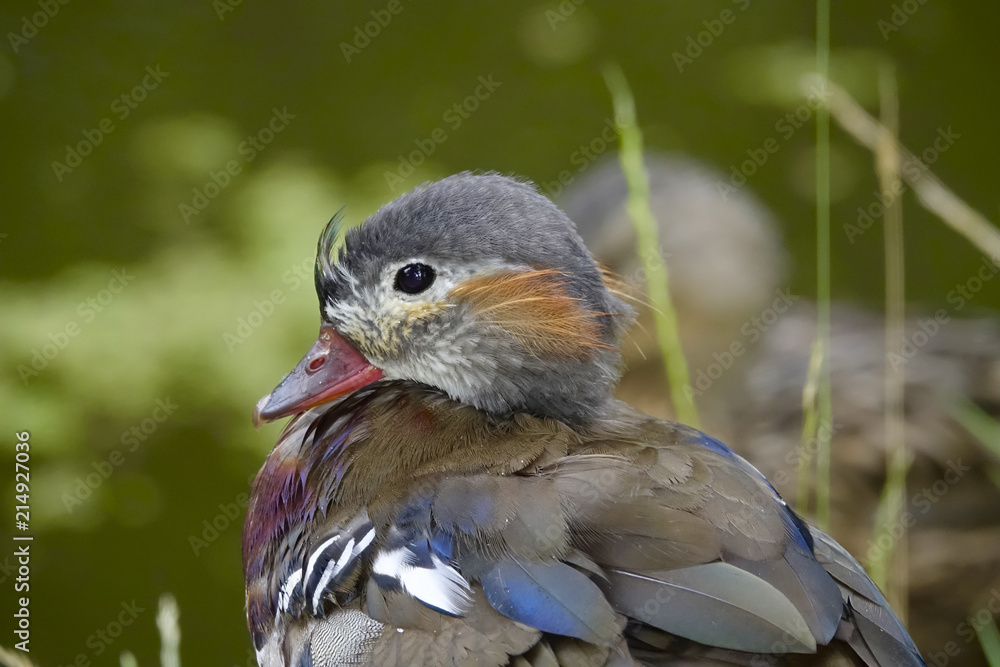 Portrait of Mandarin duckling