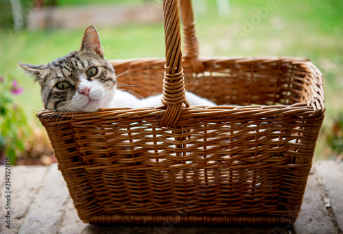 Adorable cat relaxing in basket