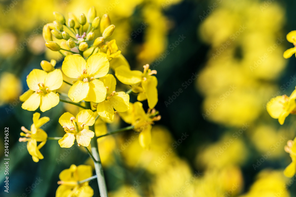 Rape blossom. Spring background. Flowering Canola or colza. blooming rape or Brassica napus. Springtime and summer border Rape blossom. Spring background. Flowering Canola or colza. blooming rape or Brassica napus. Springtime and summer border
