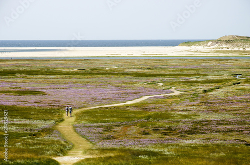 Billede på lærred View from the top of a dune towards the Slufter nature reserve on the Dutch isla