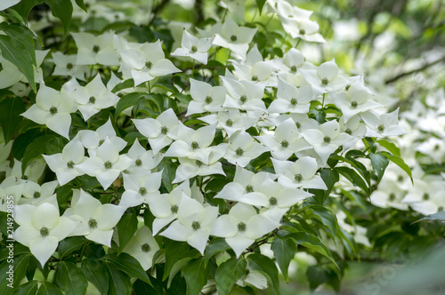 Cornus kousa ornamental and beautiful flowering shrub, bright white flowers with four petals on blooming branches photo